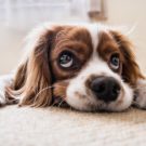 Terre de Diatomée : comment le mettre à profit pour son chien ?