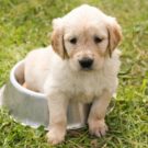 Que faire quand un chien perd du poids ?