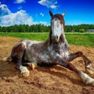 Quels compléments alimentaires pour renforcer les muscles d’un cheval ?