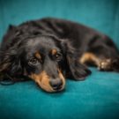Stress de chien : comment le prévenir ou le guérir ?