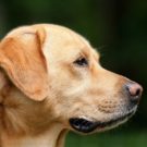 Collier insecticide pour chien : qu’est-ce que c’est ?