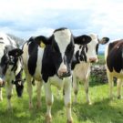 Comment lutter contre la fièvre de lait chez la vache ?