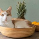 Compléments alimentaires pour chat : quelle utilité ?