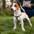 Le collier anti-puce pour chien : un indispensable pour le bien-être de votre animal de compagnie