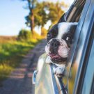 Que faire si votre animal a le mal du transport ?