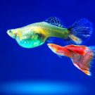 Les maladies fréquentes chez les poissons d’aquarium?
