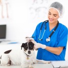 Faites un bilan santé de votre chien