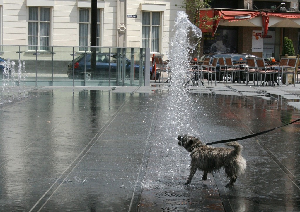 chien-eau-place-publique