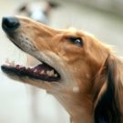 Rage chez le chien : comment l’éviter ?