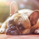 Vitamines pour chiens : ce qu’il faut savoir