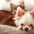 Que faire en cas de rhume chez votre chien ?