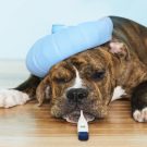 Que faire si votre chien tousse ?