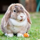 Traitement de la gale des oreilles du lapin