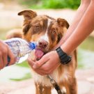 Conseils pour donner un médicament à votre chien