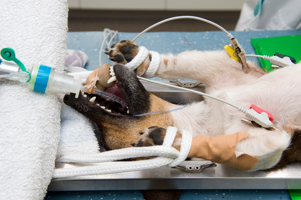 Sterilizing a dog