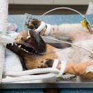 Ce qu’il faut savoir concernant la stérilisation du chien