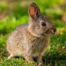 Les soins importants pour les lapins en été