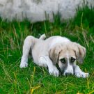 Les vaccins obligatoires pour les chiens