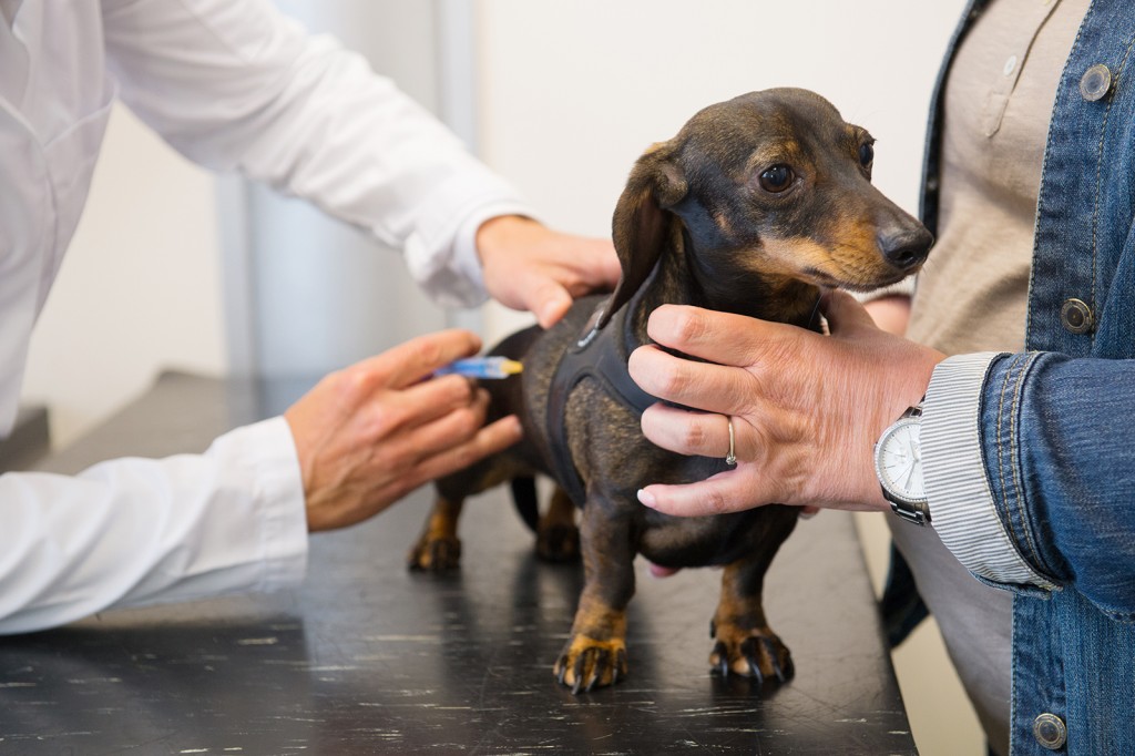 Little dachshund is having fear for the veterinarian