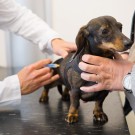 Les vaccins pour le chien