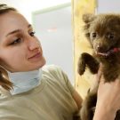 Comment ouvrir une clinique vétérinaire ?